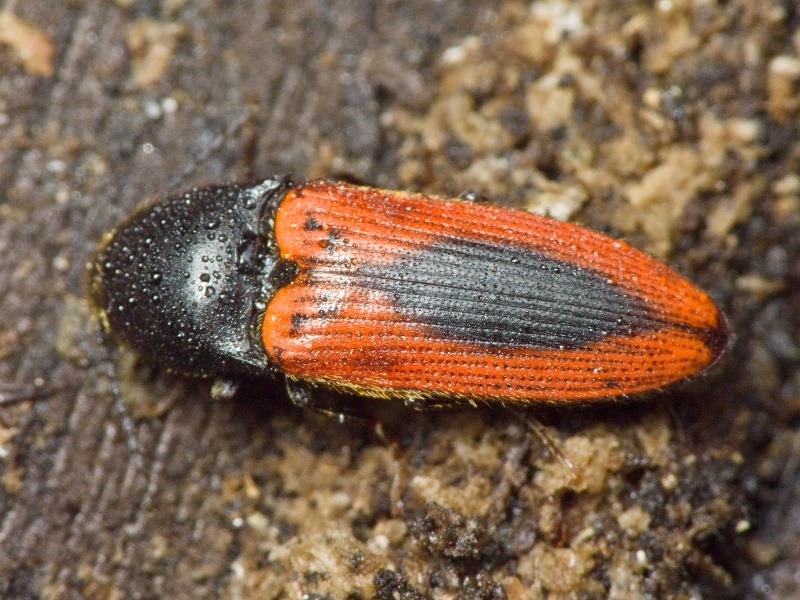 Ampedus (Ampedus) sanguinolentus (Schrank, 1776)